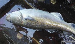 鳕鱼最新爆料新闻视频大全,揭秘视频大全背后的惊人真相