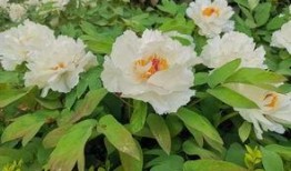 牡丹色主线最新爆料,揭秘最新爆料背后的精彩故事